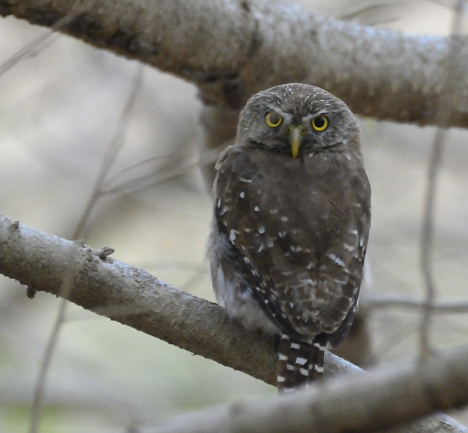 image Costa Rican Pygmy-Owl